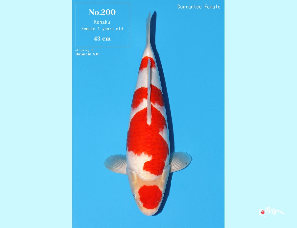 1Y Tategoi Kohaku Female Azukari (Momotaro)
