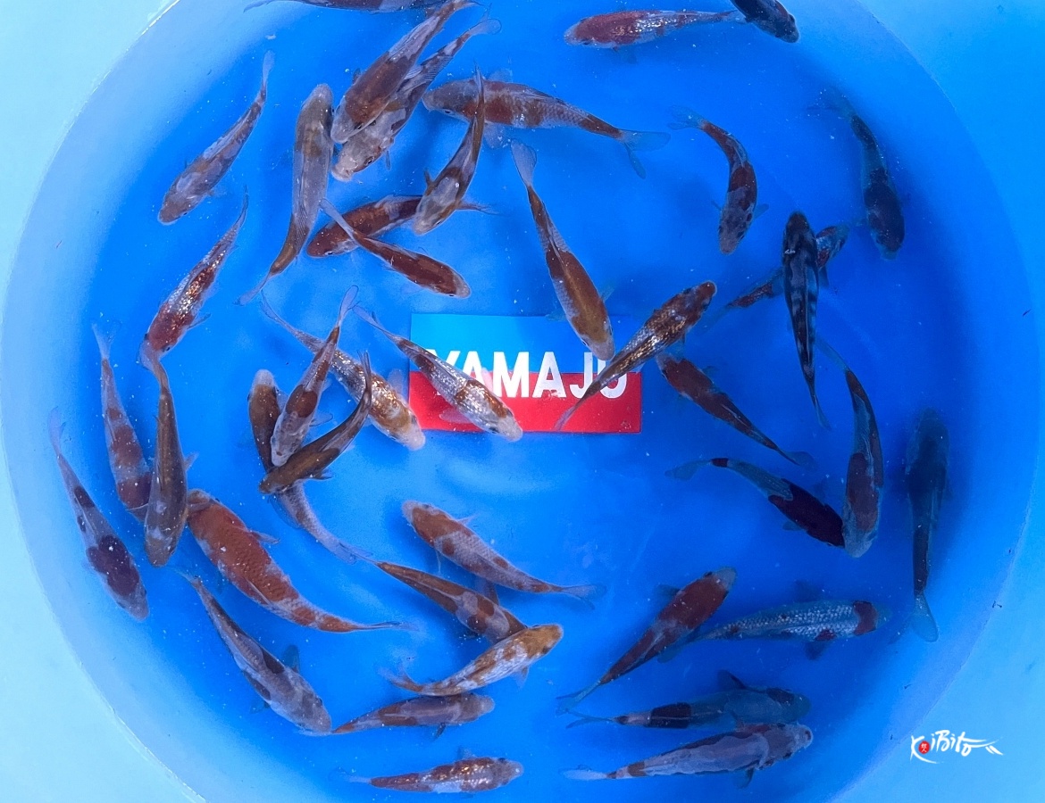 Tosai HQ Mix: Ochiba, G/Ochiba, D/Ochiba 10-15 cm (Sample)  (Yamajyu)