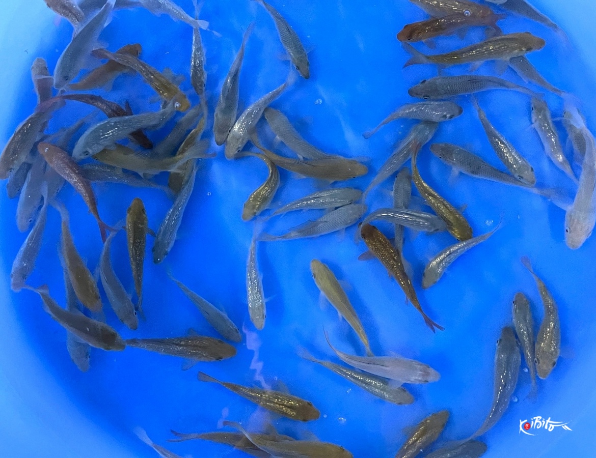 Tosai GR Chagoi, Soragoi, GR Soragoi, Chagoi Mix (Ikarashi Toshinobu)