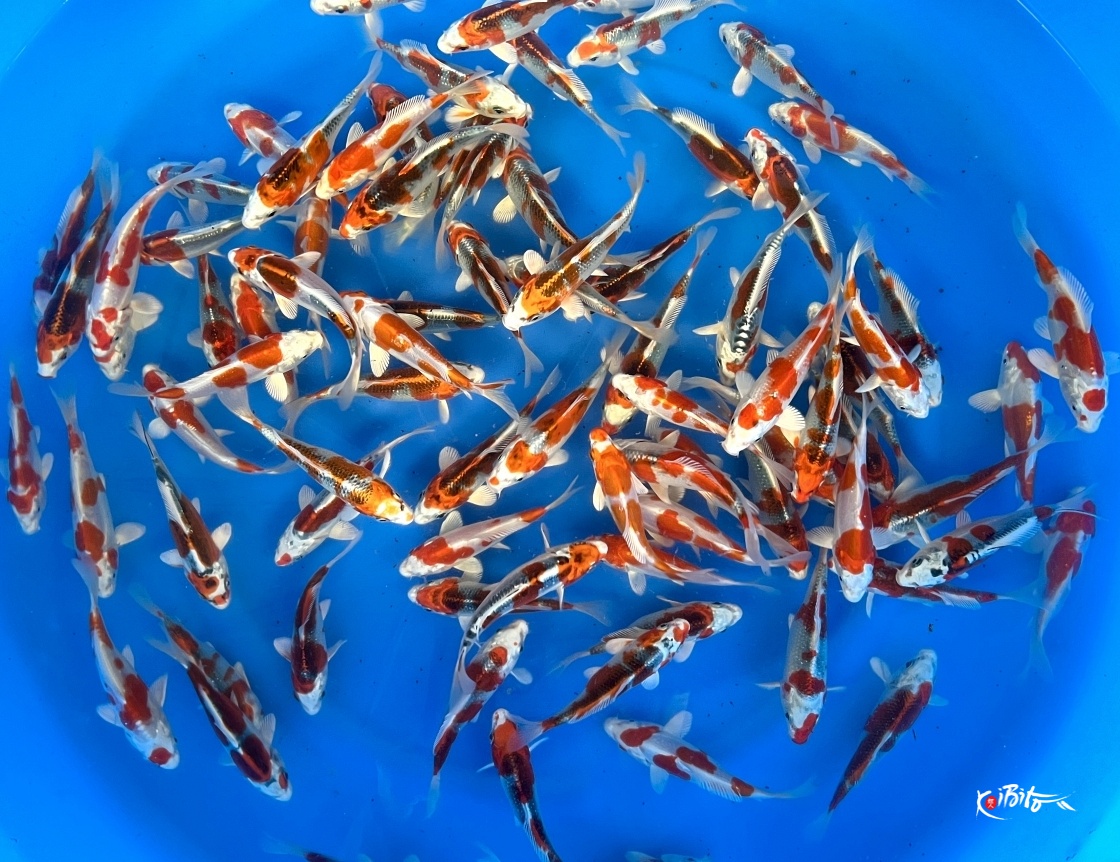 Tosai Metallic Mix 12-14 cm (Sample)  (Genjiro)