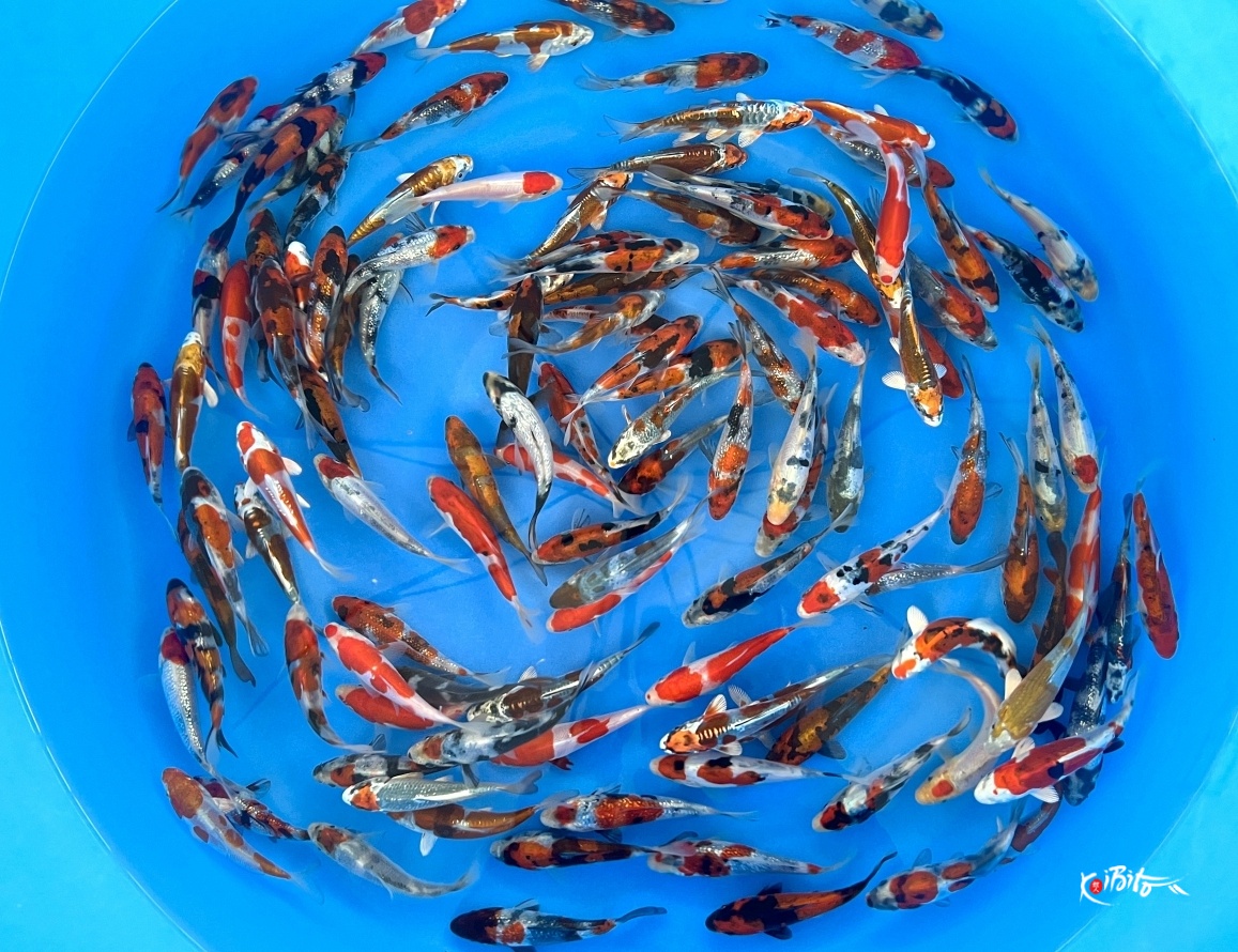Tosai Mix 10-13 cm (Sample) (Only 2 Boxes Available)  (Kase)