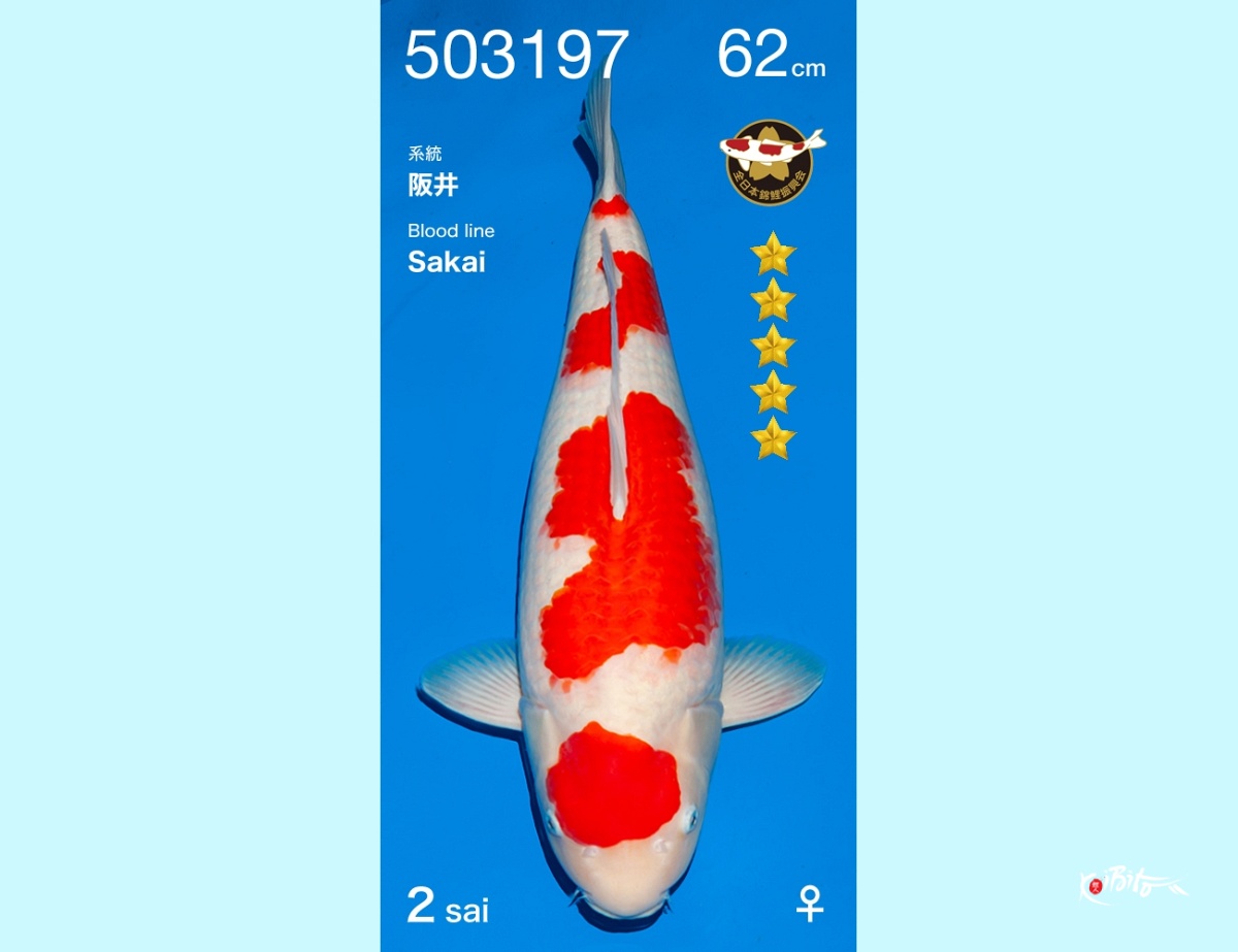 2Y Maruten Kohaku Female (Ogata)
