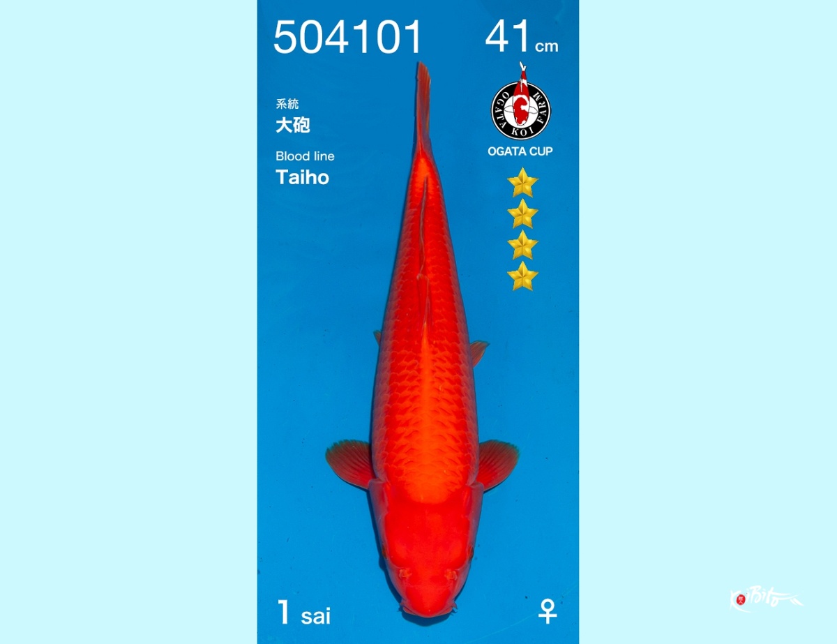 1Y Benigoi Female (Ogata)