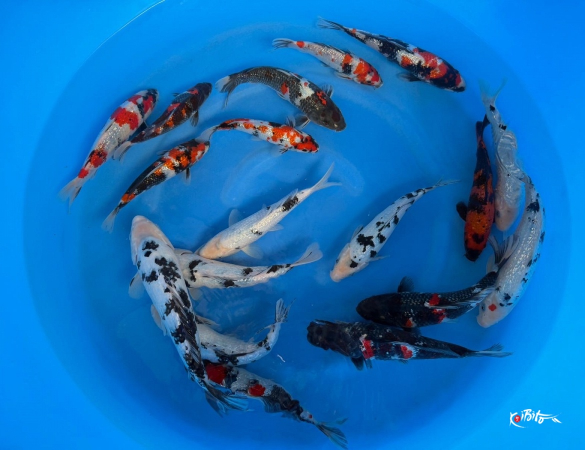 GR Bekko / GR Showa Mix few others WYSIWYG x 18pcs (Kataoka)
