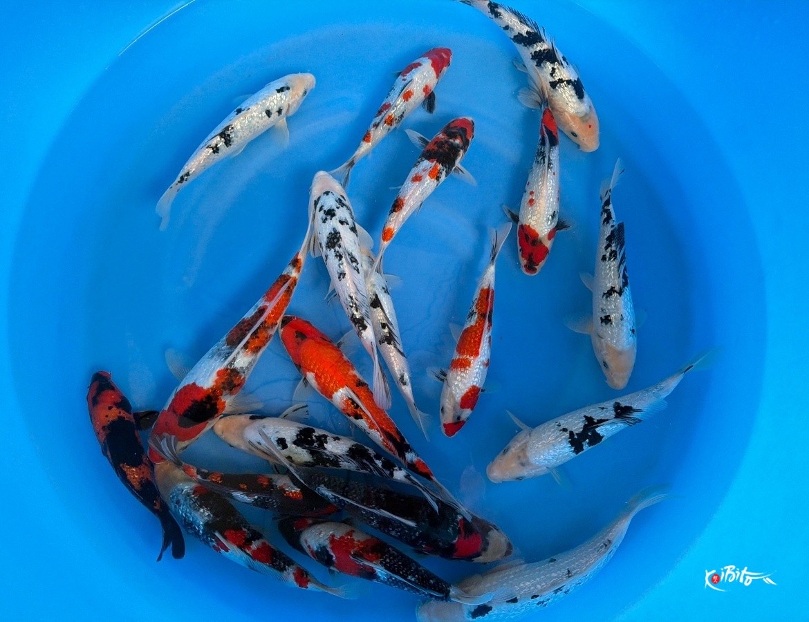 GR Bekko / GR Showa Mix few others WYSIWYG x 19pcs (Kataoka)