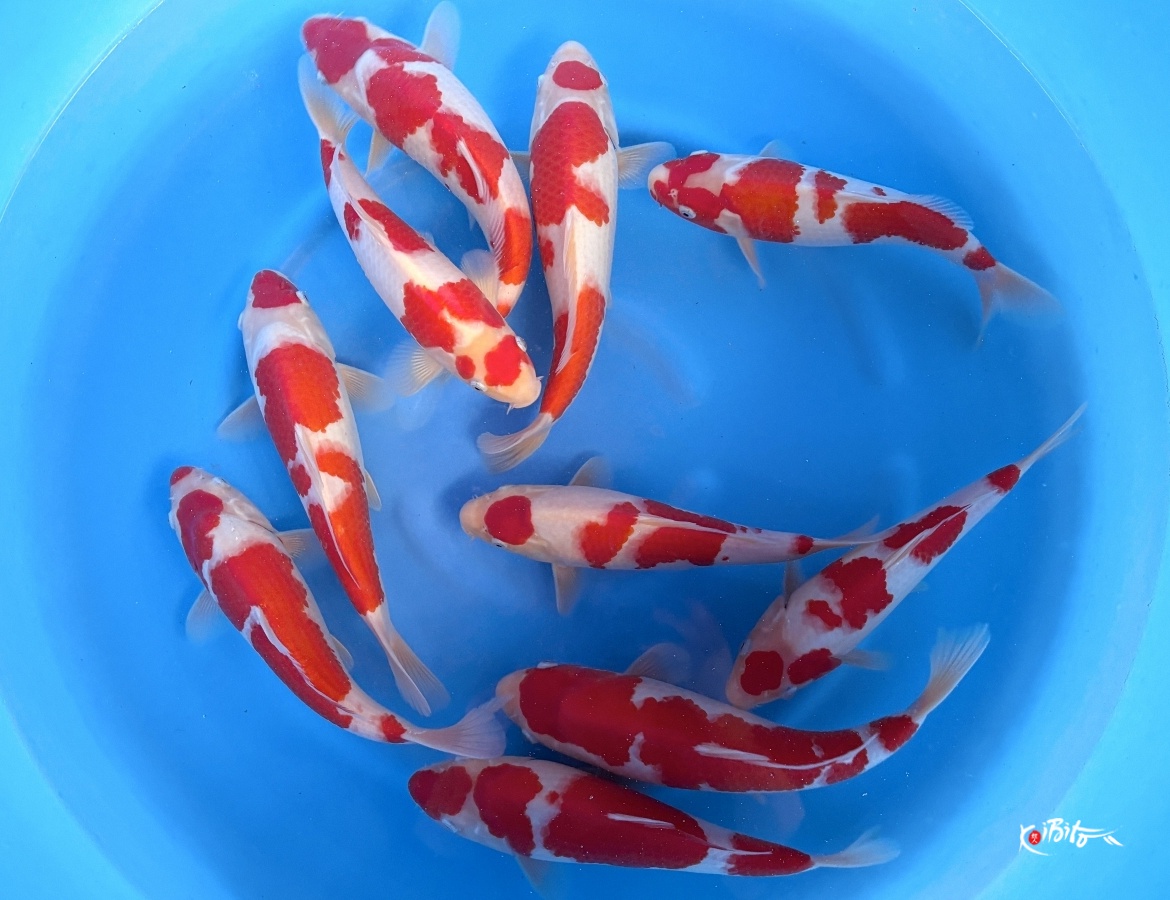 WYSIWYG Tosai Tateshita Kohaku Selected x 10pcs with Certifi (Murata)