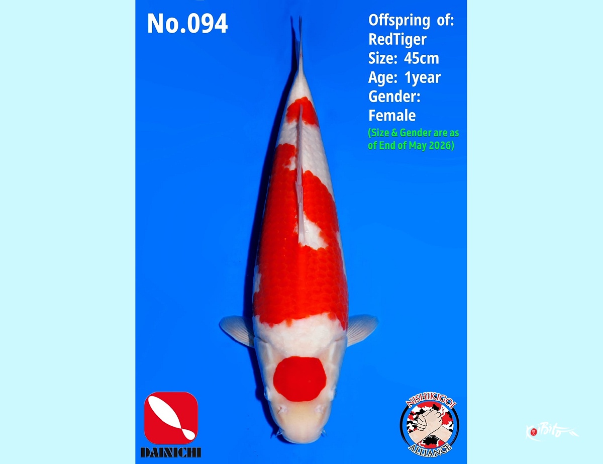 1Y Kohaku (Dainichi)