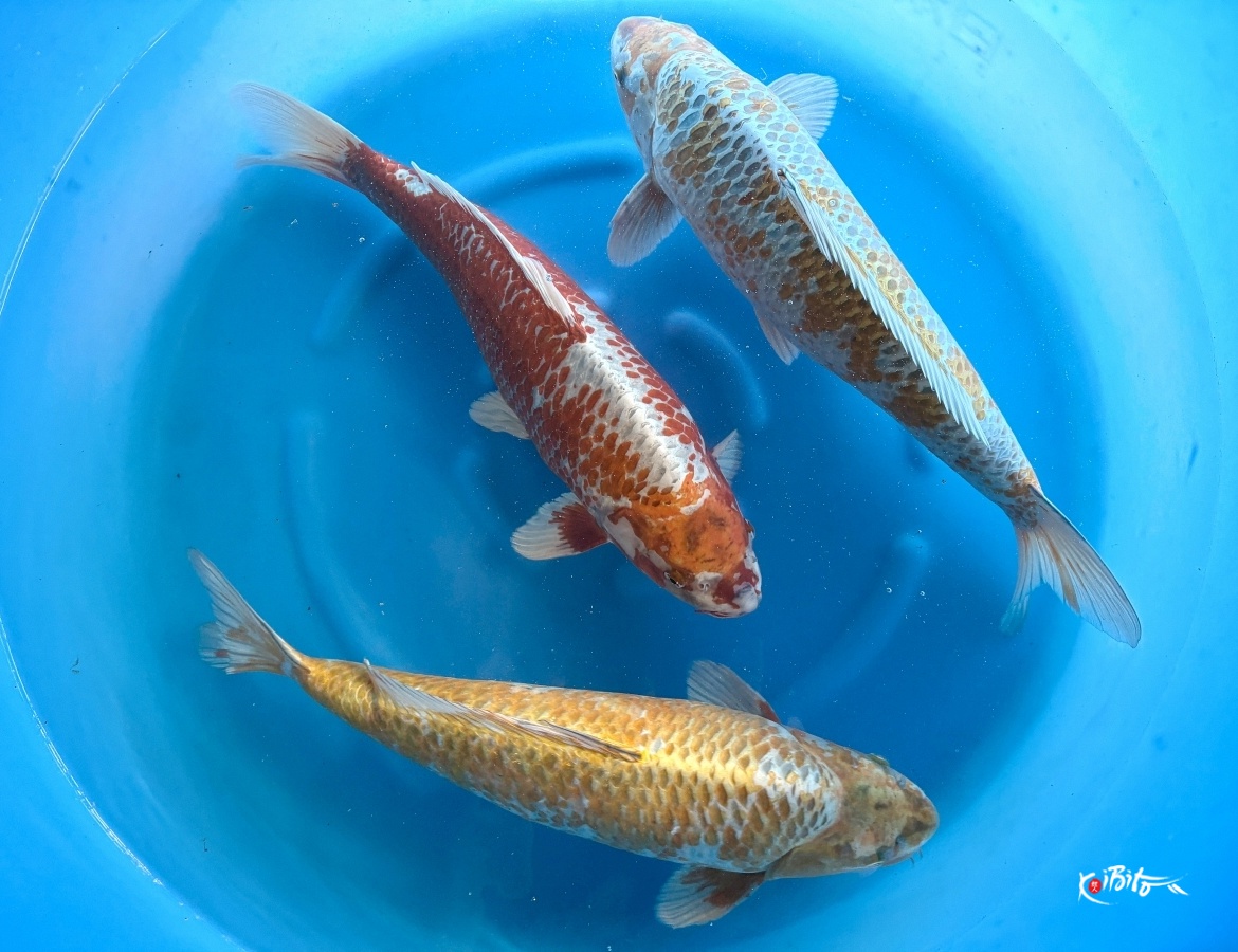WYSIWYG 3Y Kogane Ohciba x 3pcs (Male)  (Hirasawa (Marusei))