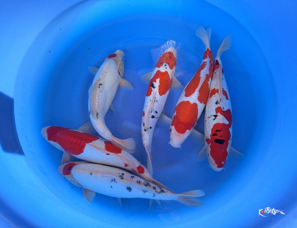 2Y Doitsu Sanke, Kohaku WYSIWYG (Maruhide)