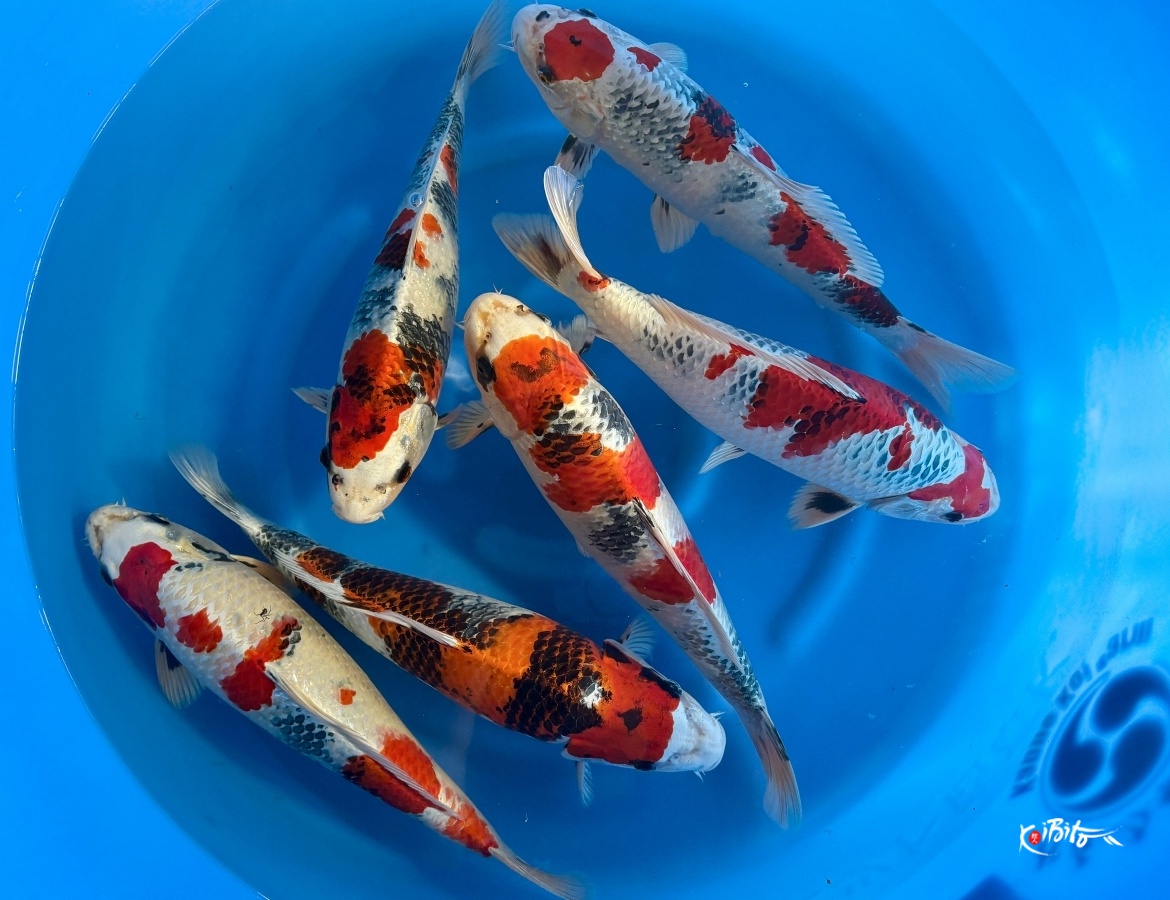 WYSIWYG 2Y Kin Showa x 6pcs (Kanno)