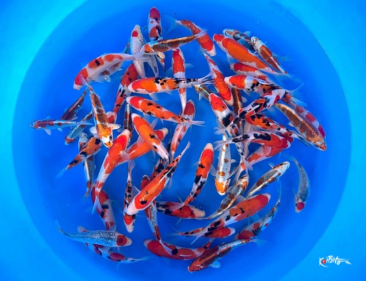 WYSIWYG Tosai Mix Selected x 55pcs  (Matsunosuke (Yamamatsu))