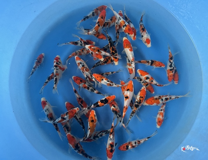 Tosai Sanke 12-16 cm (Sample) ()