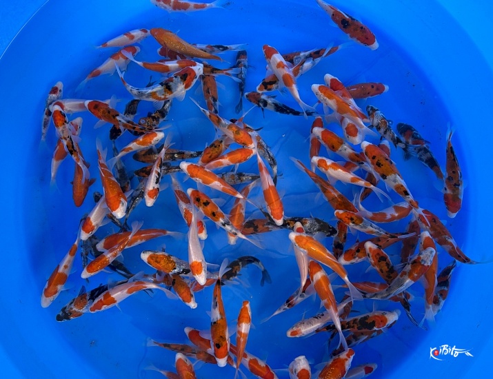 Tosai Mix : 12-15 cm (Sample) ()