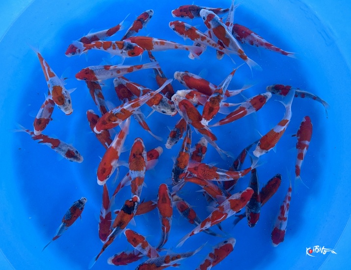 Tosai Goshiki : 12-15 cm (Sample) ()