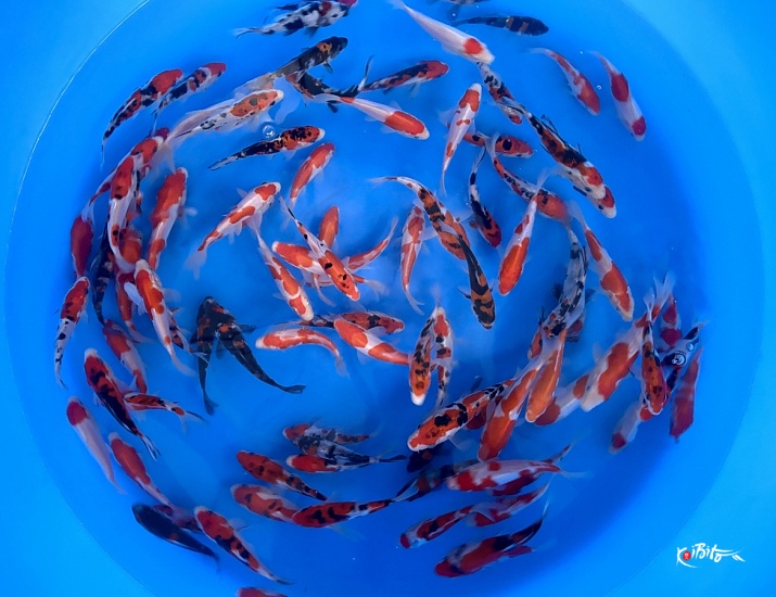 Tosai Doitsu Mix : 12-15 cm (Sample) ()