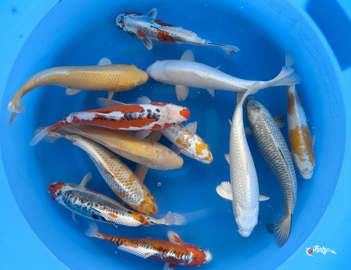 2sai Better Quality Mix : 30-35 cm (Breeder's Pick) ()