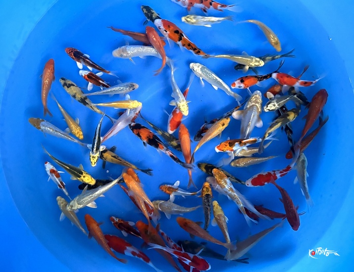 Tosai Mix : 12-15 cm (Sample) ()