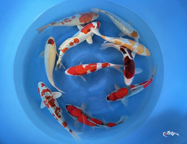 Nisai mix selected (Fukasawa (Oofuchi))