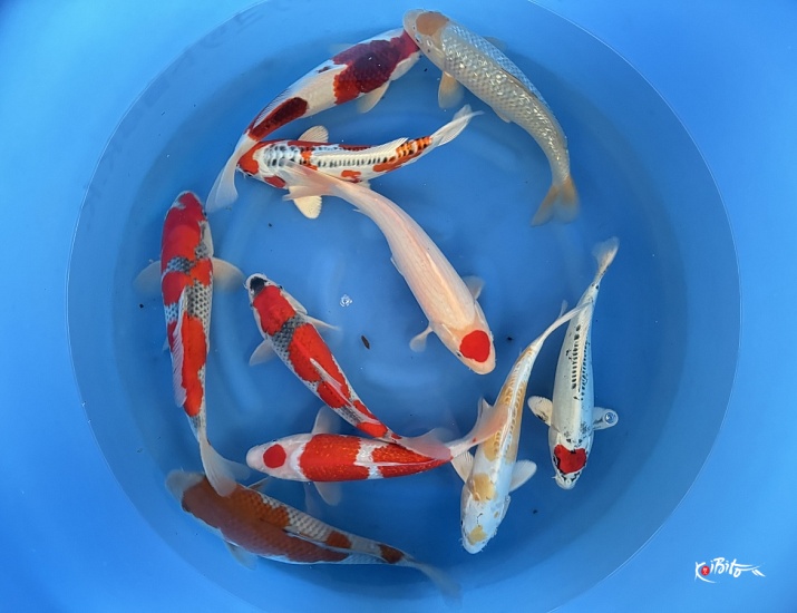 Nisai mix selected (Fukasawa (Oofuchi))