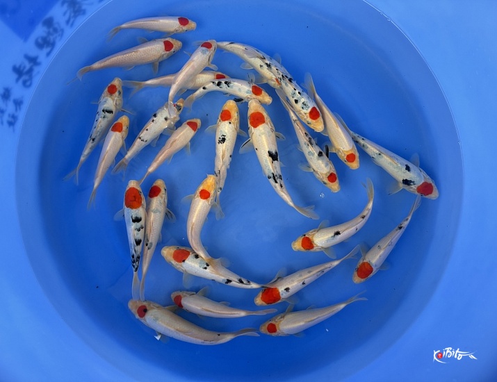 WYSIWYG Tosai tancho + tancho sanke selected 26 pcs (Marudo)