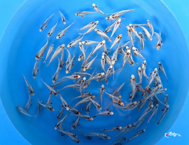 Tosai Mix 10-12 cm : Asagi, GR Asagi (Sample) ()