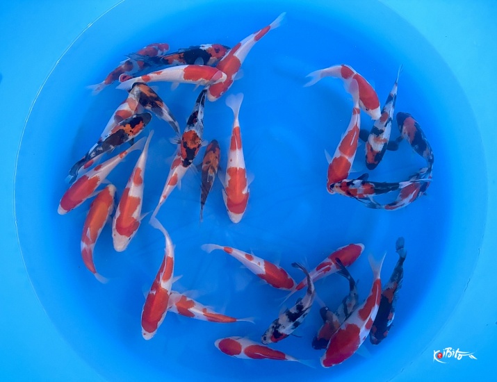 Tosai Mix : 16-20 cm (Sample) ()