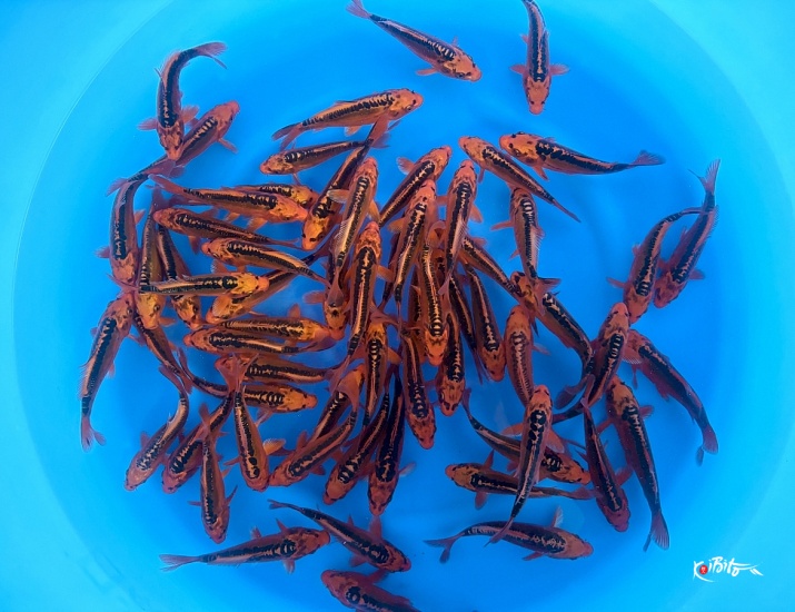 Tosai Mizuho Ogon : 15-18 cm (Sample) ()