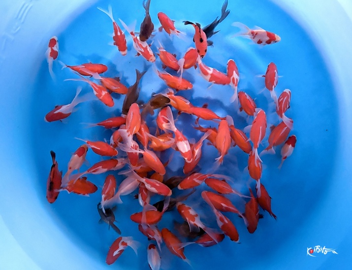 Tosai Tamasaba and Kawari Mix : 7-10 cm (Sample) ()