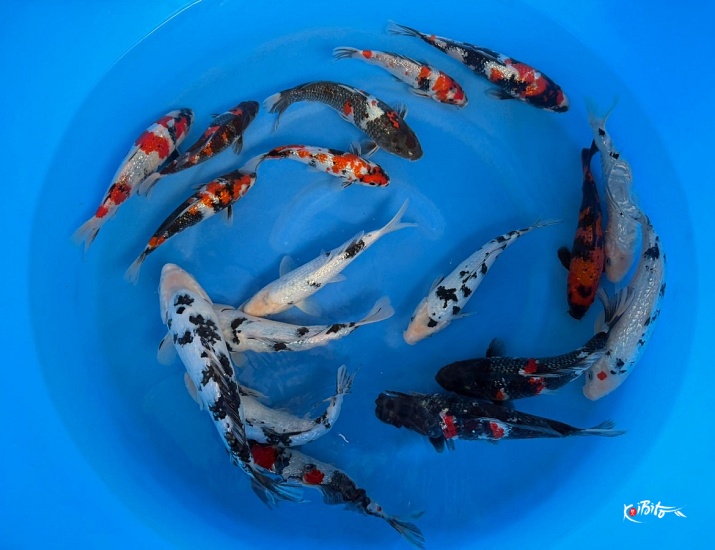 GR Bekko / GR Showa Mix few others WYSIWYG x 18pcs (Kataoka)