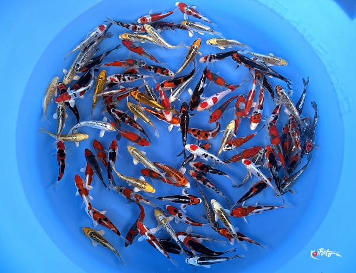 WYSIWYG Tosai Tateshita Mix Selected x 100pcs (Aoki)
