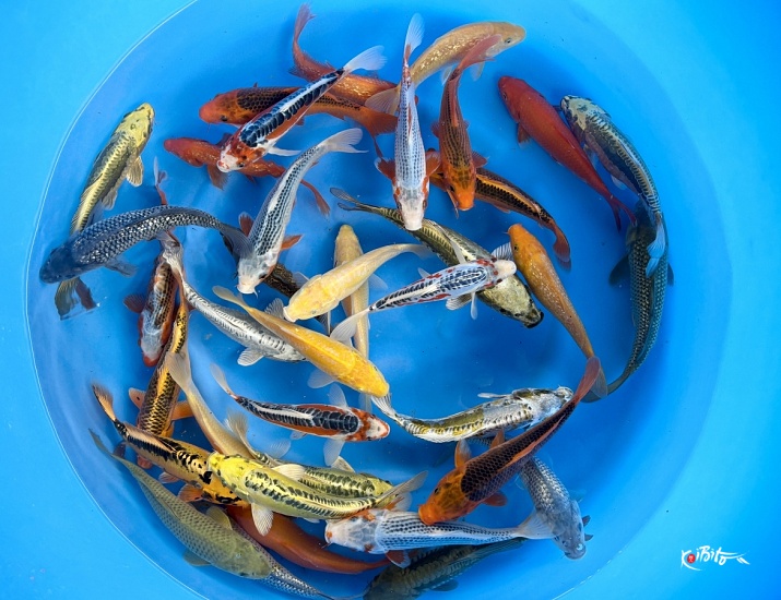 Small 2sai Non Gosanke Mix : 25-30 cm (Sample) ()