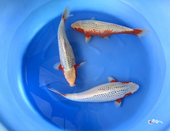 2Y Female Asagi, Kanoko Asagi (Hosokai)
