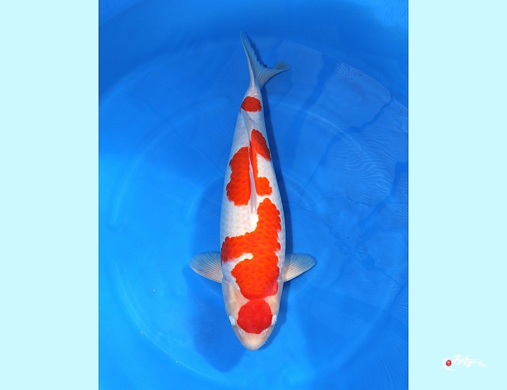 3Y HQ Kohaku (Azukari 2027) ()